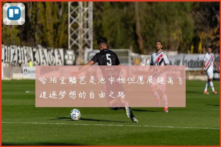 哈珀金鳞岂是池中物但愿展翅高飞追逐梦想的自由之路
